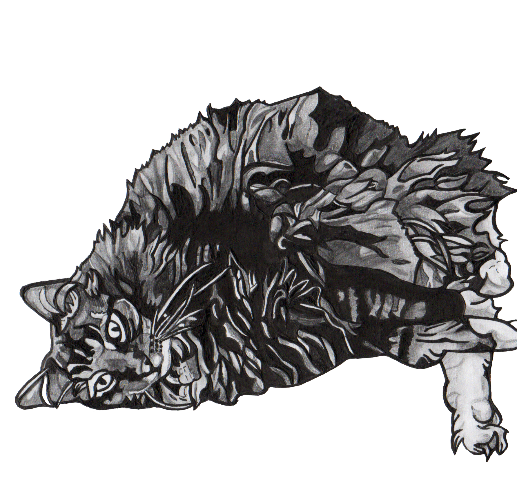 A large fluffy cat lying on his side. His eyes are wide, as if he just heard a sudden sound he's very interested in.