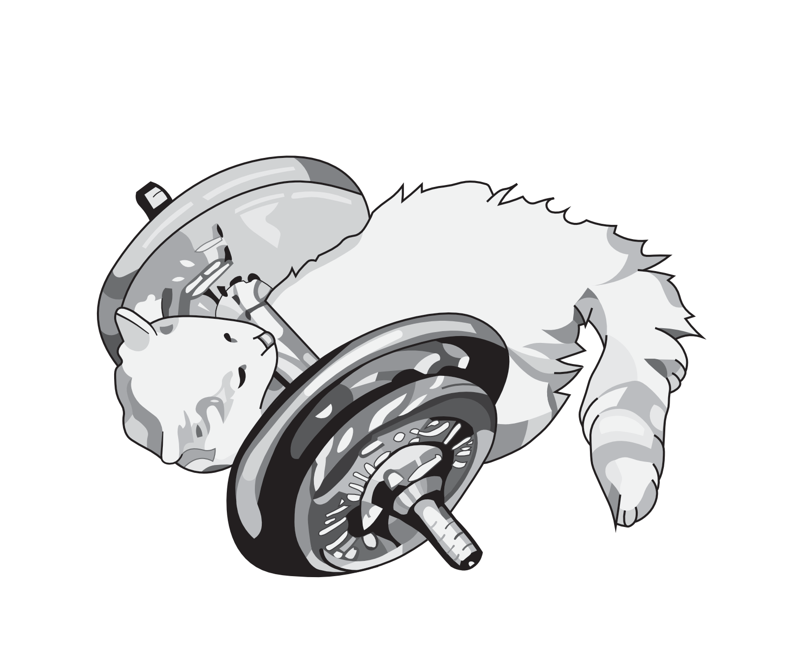 A very small fluffy kitten lies on its back underneath a large dumbbell as though attempting to lift it.